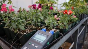 How Internal Plant Temperature Can Affect Growth