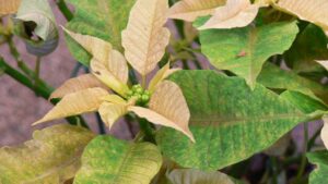 When Managing Pests in Poinsettias, the Earlier the Better