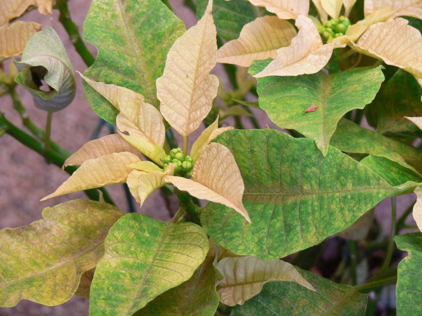 Lewis Mite Damage; poinsettia production season