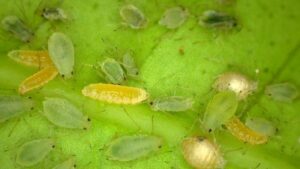 Why the Future of Greenhouse Biologicals Research Is Evolving