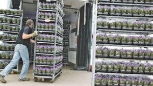 How Greenhouse Growers Can Plan for Delays in the Supply Chain