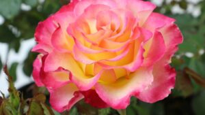 Altman Plants Makes True Bloom Roses Available Nationwide