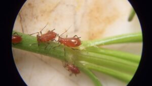 Why Early Detection Is Critical to Managing Plant Pests