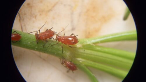 Why Early Detection Is Critical to Managing Plant Pests