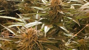 The DNA of Cannabis Cultivar Selection