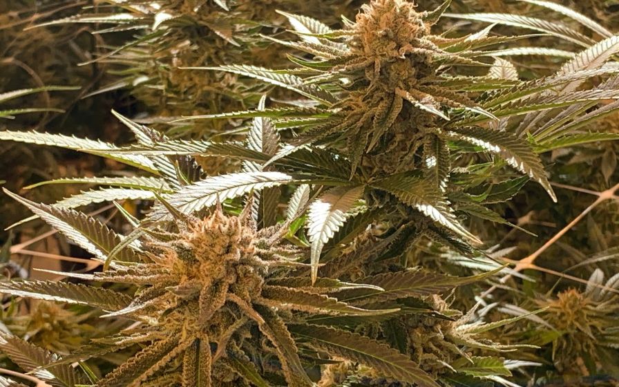 Cannabis cultivar Cloning phenotyping
