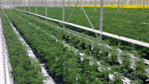 Why You Should Consider Hiring a Cannabis Architect