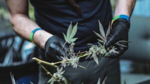Five Cannabis Trimming Options to Consider