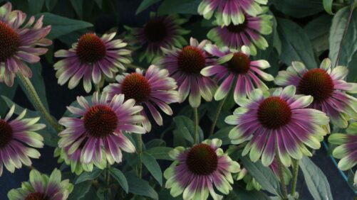 How Echinaceas Became an American Horticulture Success Story
