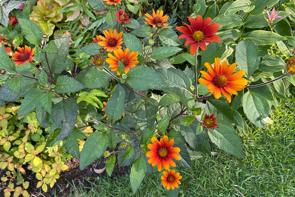 Heliopsis-Bleeding-Heart (Walters Gardens) landscape performance