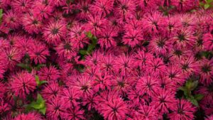 Danziger, Walters Gardens Partnership Will Expand Vegetative Cuttings Production