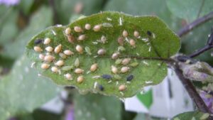 Greenhouse Pest Scouting Advice You Can Use Today