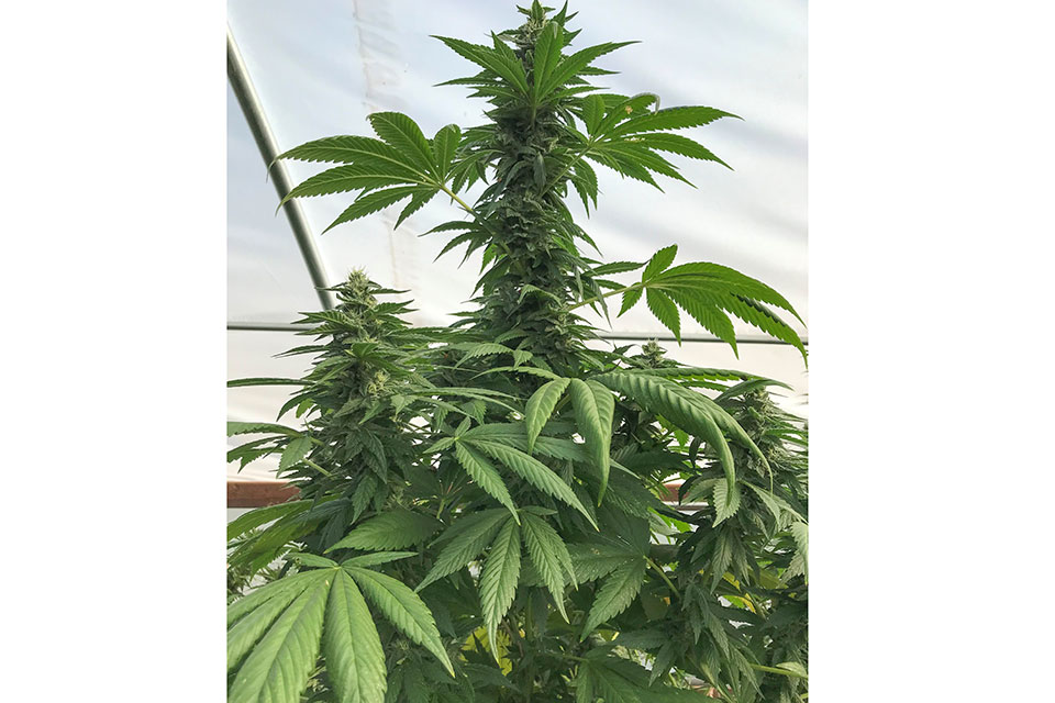 A Physiological Approach to Nutrition in Flowering Cannabis - Greenhouse  Grower