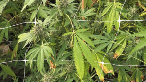 A Physiological Approach to Nutrition in Flowering Cannabis