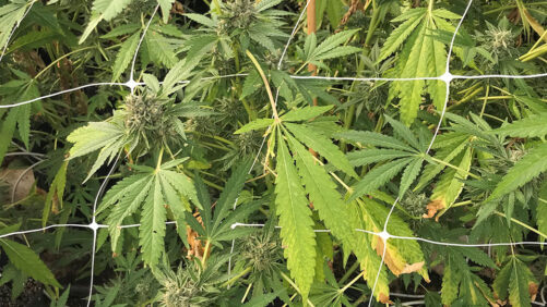 A Physiological Approach to Nutrition in Flowering Cannabis