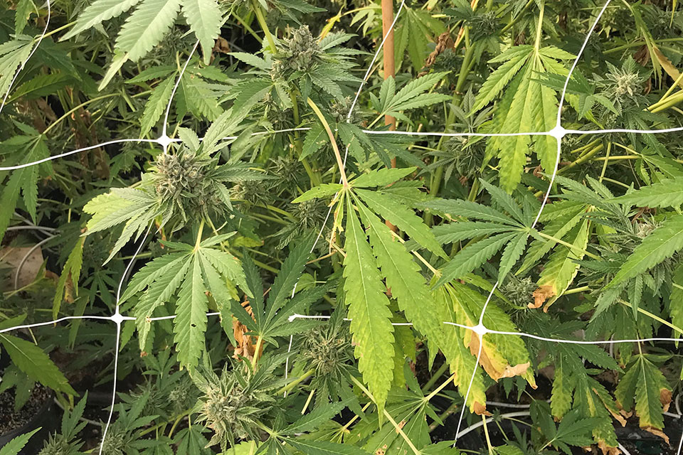 Photo 3 flowering Cannabis plant recycling nutrients