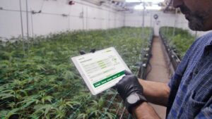 Ways Emerging Technology Can Improve Your Cannabis Crop