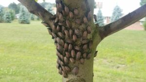 What to Know About Spotted Lanternfly