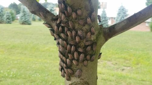What to Know About Spotted Lanternfly
