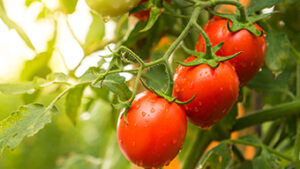 Give your plants the microbial advantage with biofungicides