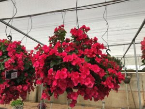 Begonia 'Evi Bright Pink' (Beekenkamp)