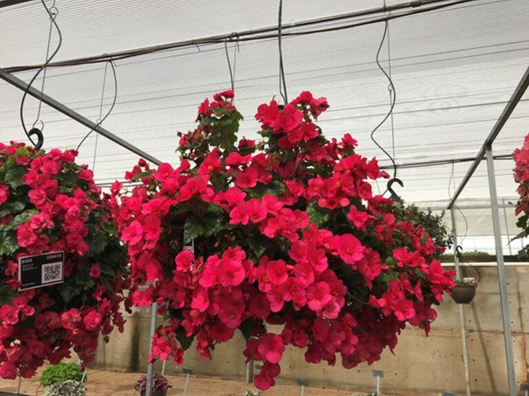 Begonia 'Evi Bright Pink' (Beekenkamp)