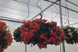 Begonia 'I'conia Bacio Salmon' (Dümmen Orange)