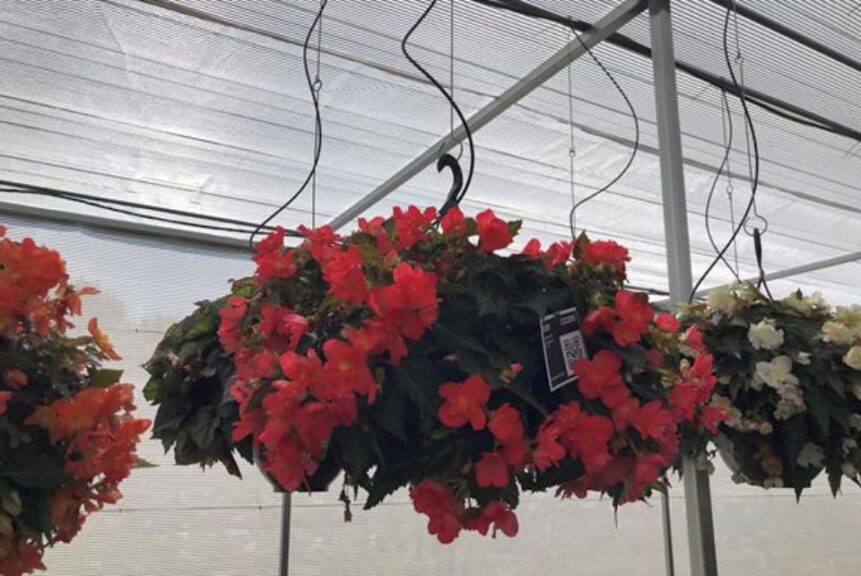 Begonia 'I'conia Bacio Salmon' (Dümmen Orange)