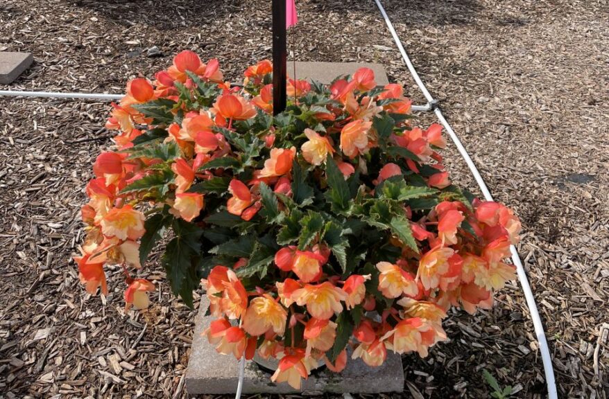 Begonia 'I'conia Portofino Scentiment Peachy Keen' (Dümmen Orange)