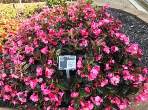 Begonia 'Viking Pink' (Sakata Ornamentals)