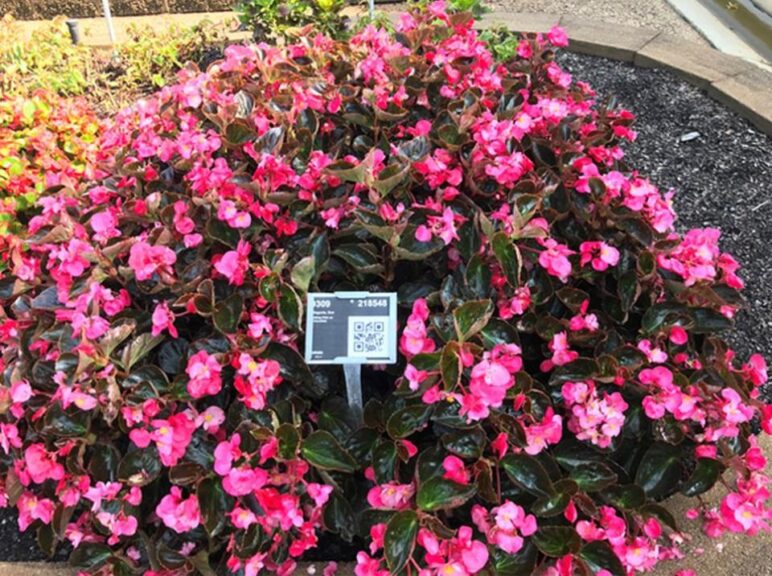 Begonia 'Viking Pink' (Sakata Ornamentals)