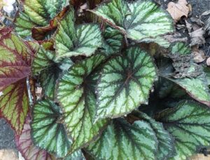 Rex Begonia hybrid 'Jurassic Megalo Reptile' (Ball Ingenuity)