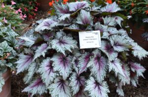 Begonia 'Jurassic Pink Splash' (Ball Ingeniuty)