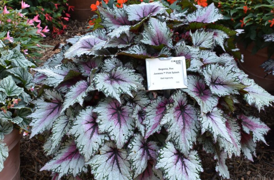 Begonia 'Jurassic Pink Splash' (Ball Ingeniuty)