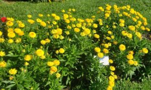 Bracteantha bracteatum 'Granvia Gold' (Suntory Flowers)