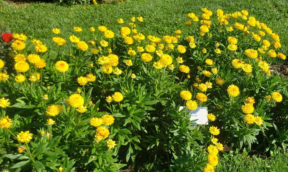 Bracteantha bracteatum 'Granvia Gold' (Suntory Flowers)