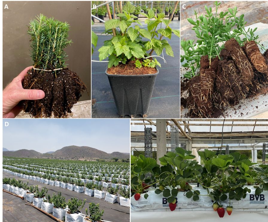 Brian Jackson Growing Media on New Crops Figure 3