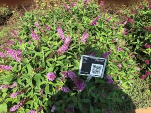 Buddleia 'Chrysalis Pink' (Darwin Perennials)