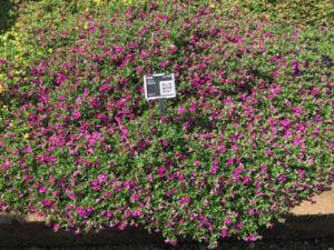 Calibrachoa 'Minifamous Uno Double' (Selecta)