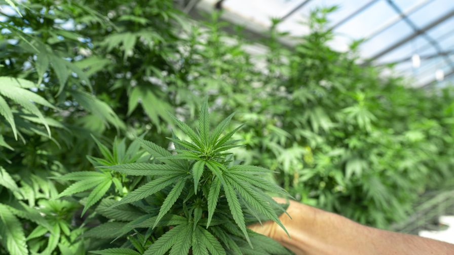Cannabis Greenhouse Odor Control Web