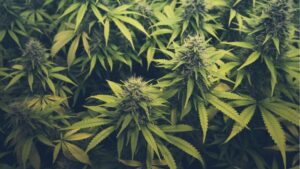 How Cannabis Production Research Is Expanding in Canada
