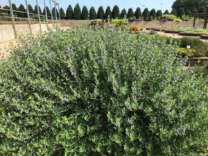 Caryopteris 'Camara Dark Blue' (Benary+)