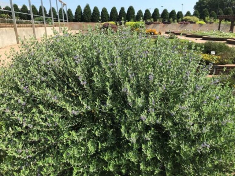 Caryopteris 'Camara Dark Blue' (Benary+)
