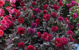 Dahlia 'City Lights Purple' (Selecta One)