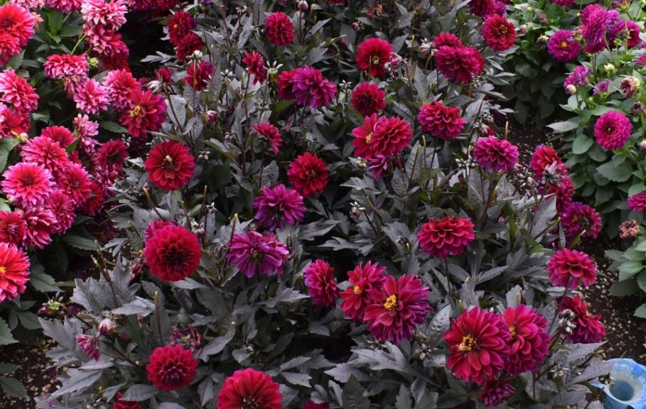 Dahlia 'City Lights Purple' (Selecta One)