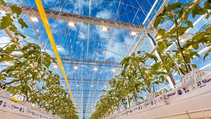 De Ruiter High Wire Cukes