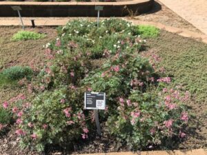Dicentra 'Heart Pink Diamonds (Walters Gardens)