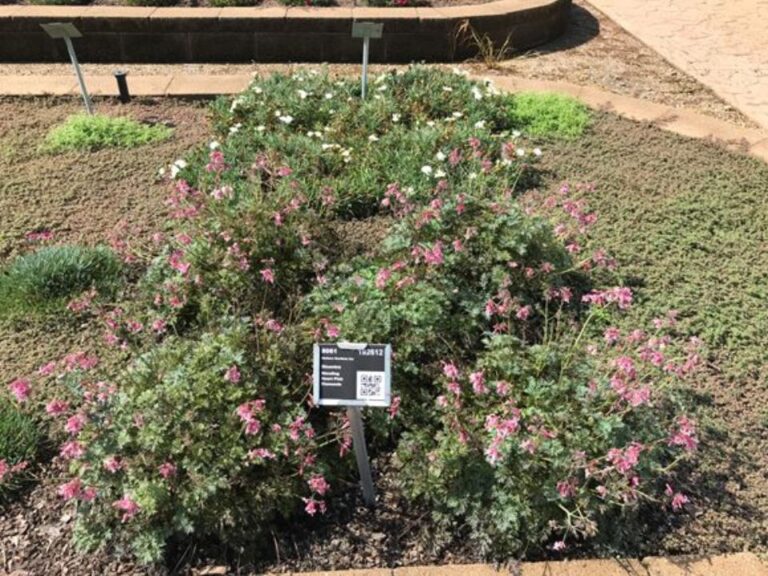 Dicentra 'Heart Pink Diamonds (Walters Gardens)