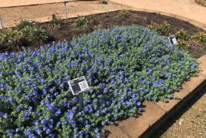 Evolvulus 'Blue My Mind' (Proven Winners)