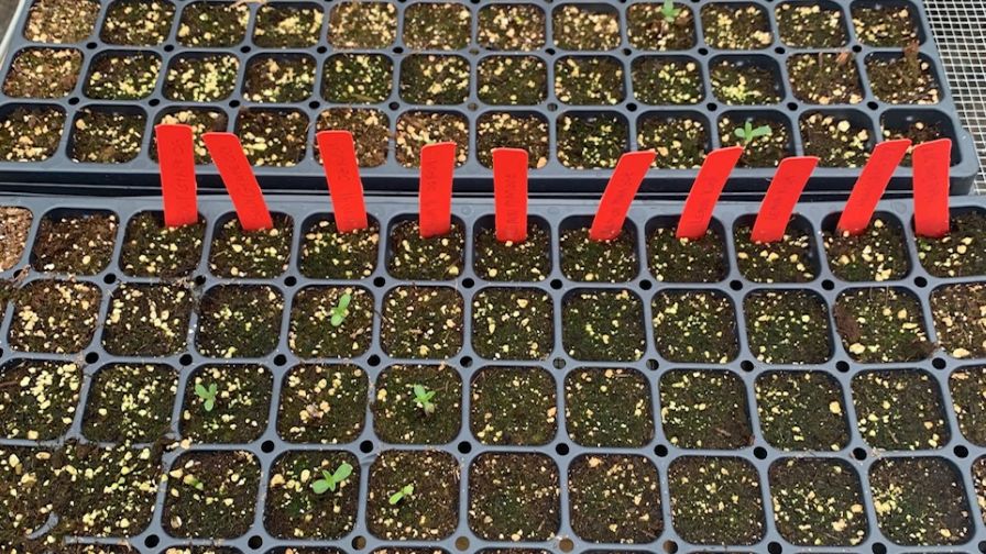 Harvest Hero Poor Stored Potting Soil